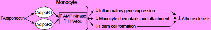 svar Monocyt kemotaxis och