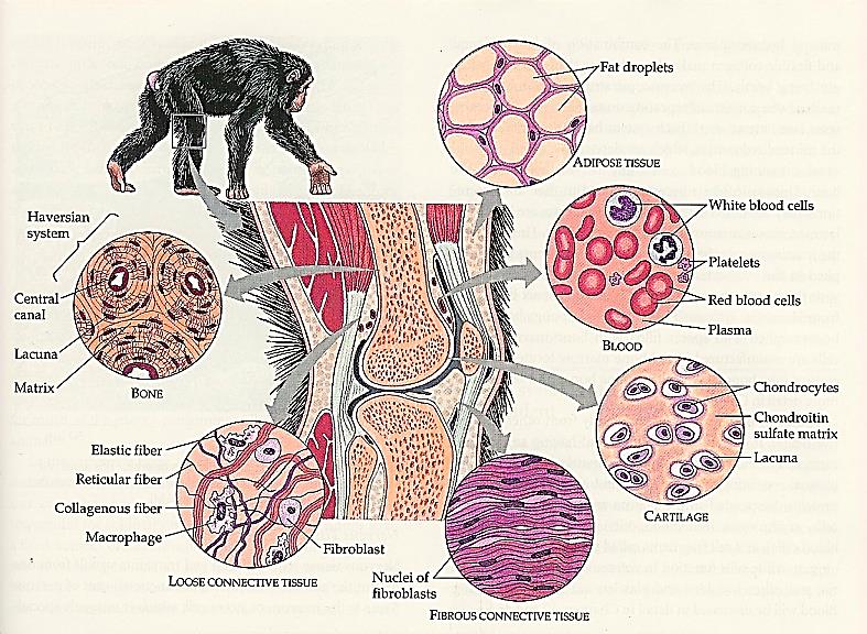 2. Stödjevävnad Bindväv, brosk, ben och fettvävnad fungerar som stöd och förbindelse mellan vävnader och organ. Fettvävnad fungerar som energiupplag (bruna och vita), stötdämpare och isolation.