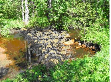 Första åtgärd är att söka igenom sträckan från valvbron upp till dammen efter flodpärlmusslor och flytta dessa tillfälligt till lämplig plats uppströms dammen.