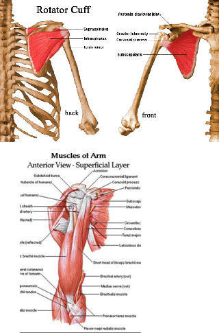 Anatomi Dynamiska stabilisatorer Glenohumeralt Supraspinatus Infraspinatus Teres minor Subscapularis Biceps långa l huvud Anatomi Dynamiska