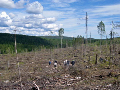 Ren kalktallskog återfinns i små partier (Andersön). Unik marksvampflora! 33 34 Unik marksvampflora!