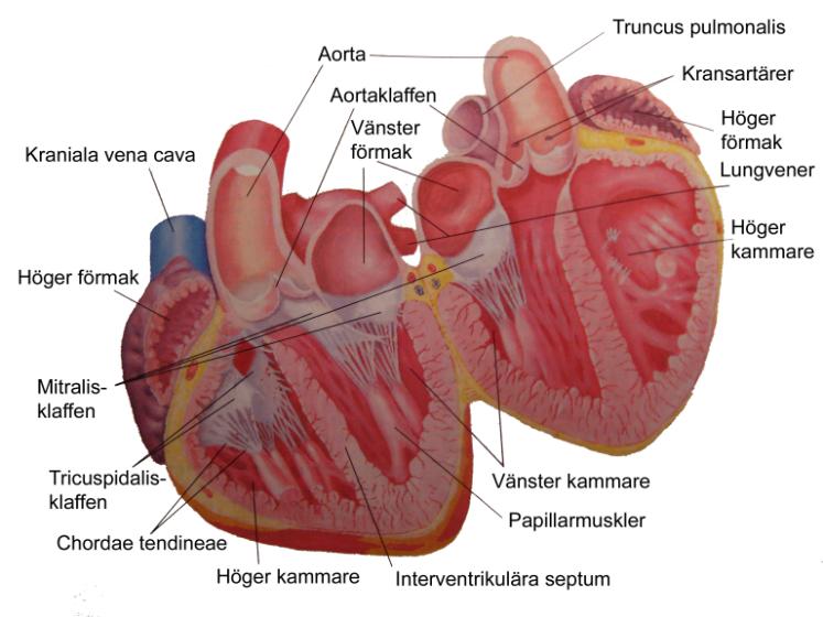 På de flesta katter ligger hjärtat vinkelrätt mot bröstbenet, med apex kaudalt om basen. Den ventrala delen ligger på botten av brösthålan, mot vävnaderna som omger bröstbenet.