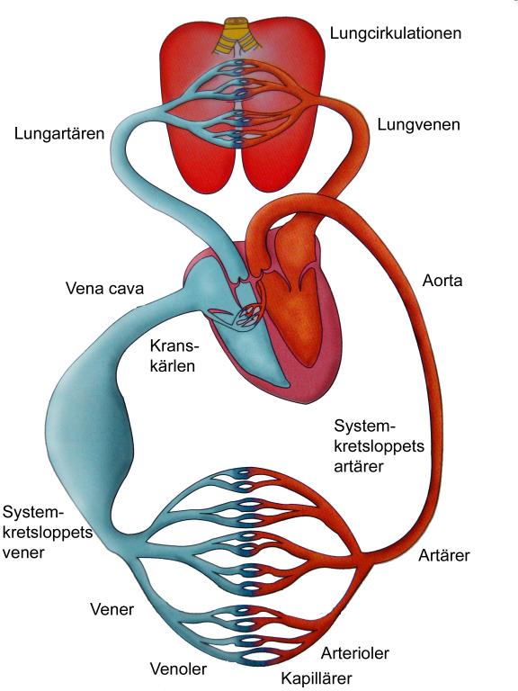 kaudala vena cava. Vena cava töms vid hjärtats bas i höger förmak. Blodet pressas sedan vidare genom trikuspidalisklaffen till höger kammare (3).