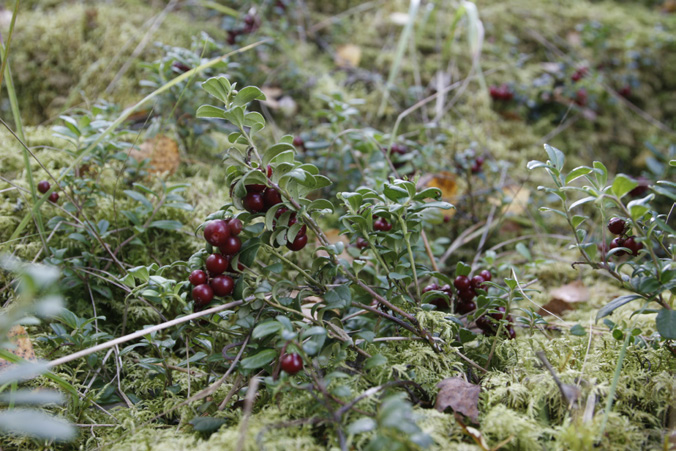 Slutrapport Hållbar besöksnäring - utveckling av kvalitets- och hållbarhetssystem Projektet Hållbar besöksnäring är en satsning initierad av Västsvenska Turistrådet tillsammans med Tillväxtverket.