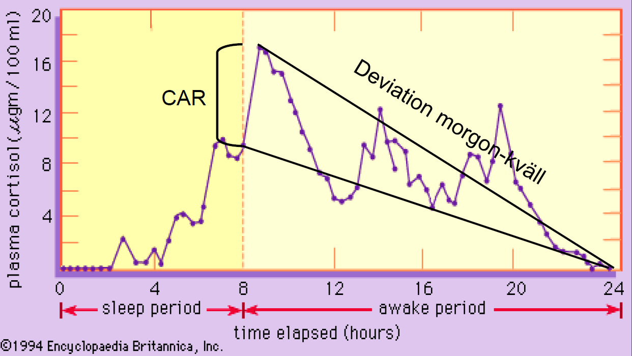 Basal dygnsutsöndring