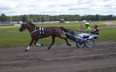 ca kl 10:20 Precision bana Körning Under silvernivå Efter startnr 9, kommer banan försvåras en del. Vi kan arrangera följande hästupplevelser! 1. Daniella Martinsson Triniton 2. Emil Thell Mendez 3.