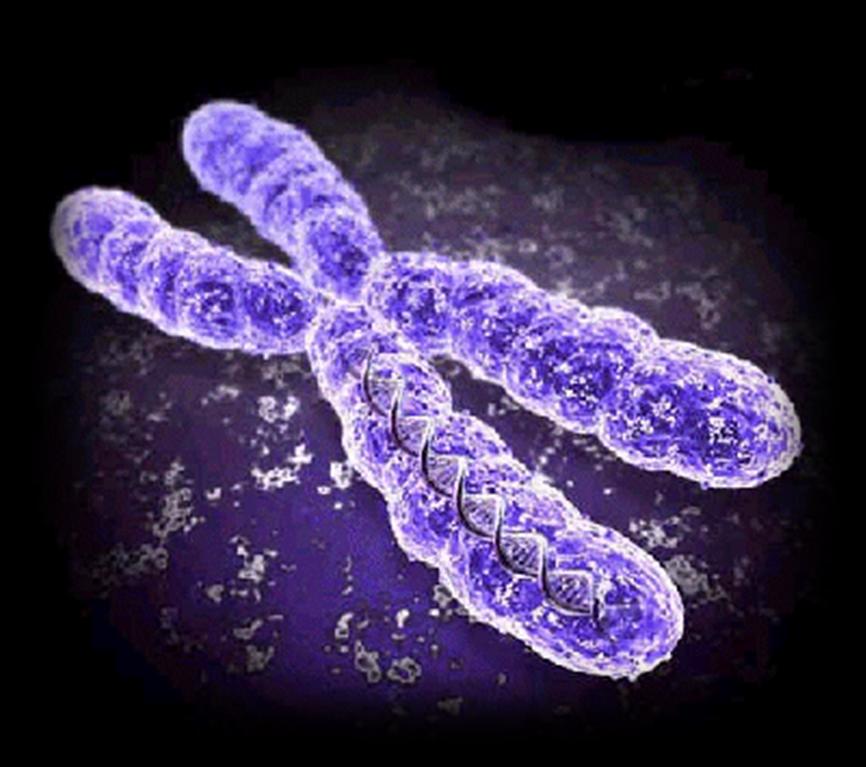 Telomerlängd och medelhavsmat P=0.003 217 äldre, hög följsamhet till medelhavsmat var oberoende kopplat till längre telomerer.