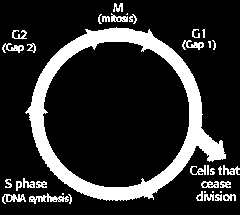 VARFÖR PROTONER? Biologi Relativ biologisk effekt (RBE=1.