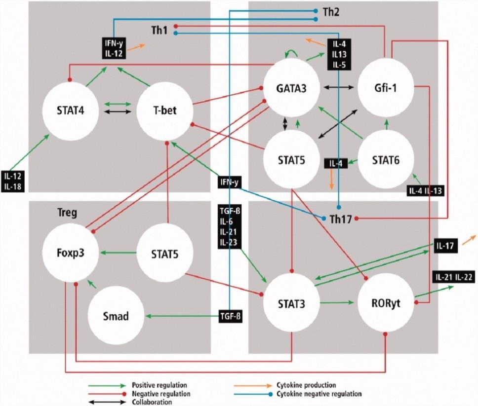 Figur 2. Schematisk bild av regleringen av T-cellspopulationen. Används med tillåtelse från Prof Dr Victor PMG Rutten (Veenhof et al. 2012)).