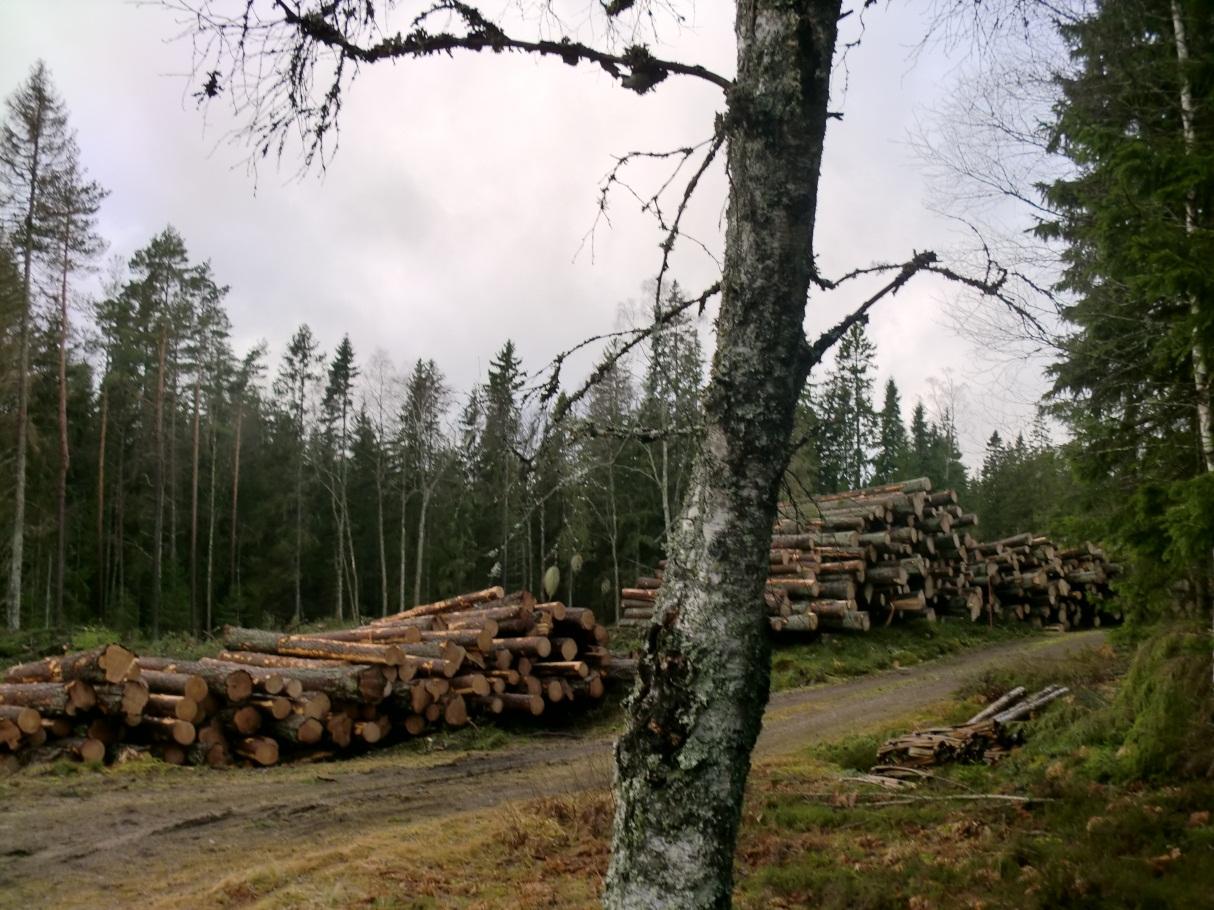 Trä är ett komplext material vars egenskaper kan