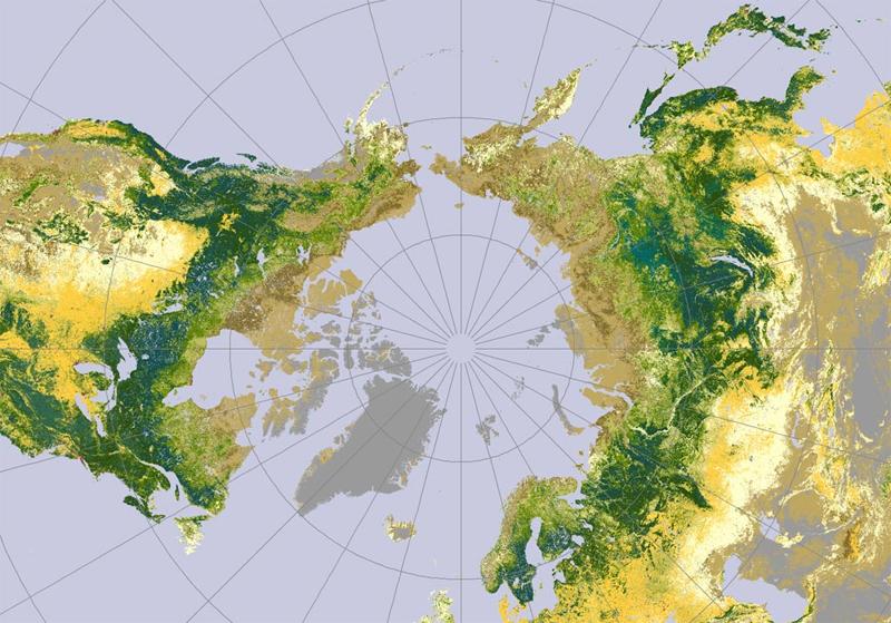 Lappugglans utbredning är cirkumboreal.