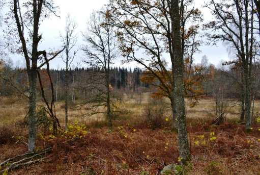 Inägomark Inägomarken uppgår enligt skogsbruksplanen till ca 4,5 ha och finns runt gårdscentrum. Marken har ej brukats på flertalet år och håller till viss del på att växa igen med buskage.