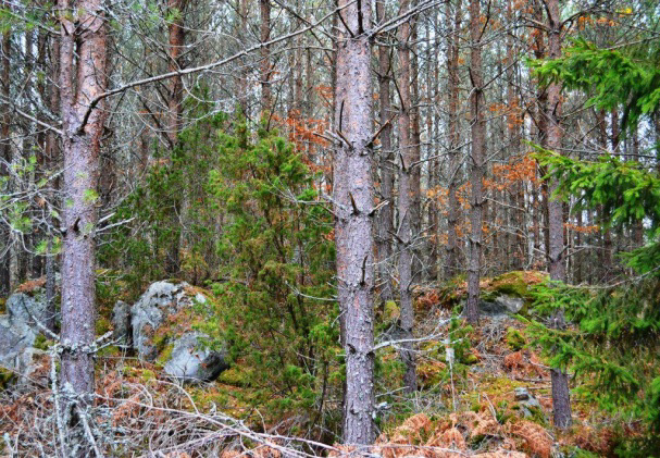 Huvuddelen är gran och boniteten uppgår till 6 m³sk/ha och år. Skogen fördelar sig relativt jämnt mellan 15 och 100 år. Tillväxten för kommande tio år är enligt planen ca 3 700 m³sk.