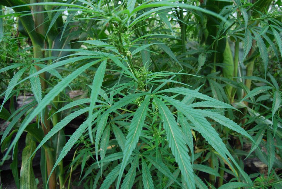 8 myter om cannabis Föreläsning om fakta och debatt