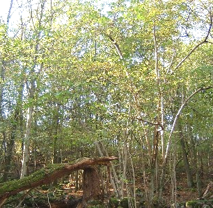 Hasselskogen omfattas av ett så kallat biotopsskydd, som ger ett starkt skydd till ett litet stycke värdefull natur inne i en mer alldaglig miljö.