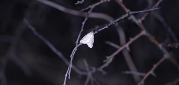 Insamlingsmetod: Pannlampa nattetid Brunaktig