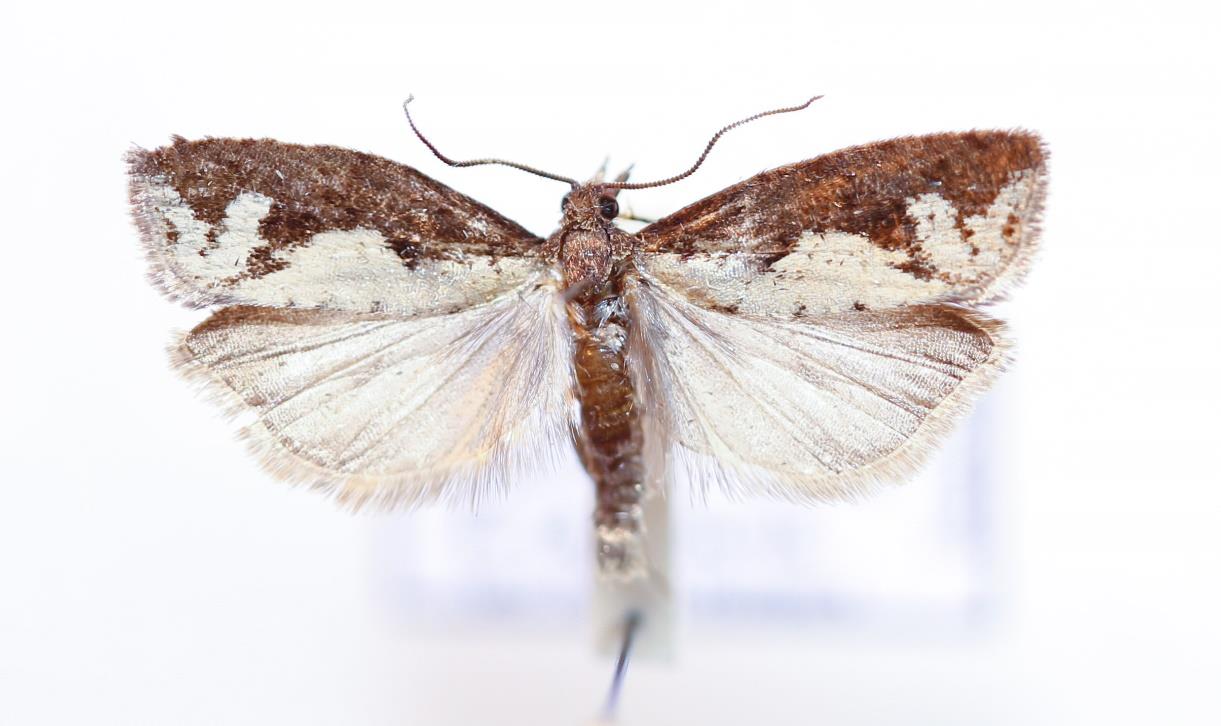 Epinotia caprana Halvgrå viderullvecklare En art som benämns tämligen allmän, men hittades i Ljungsbro 2014 som första notering i Ög.