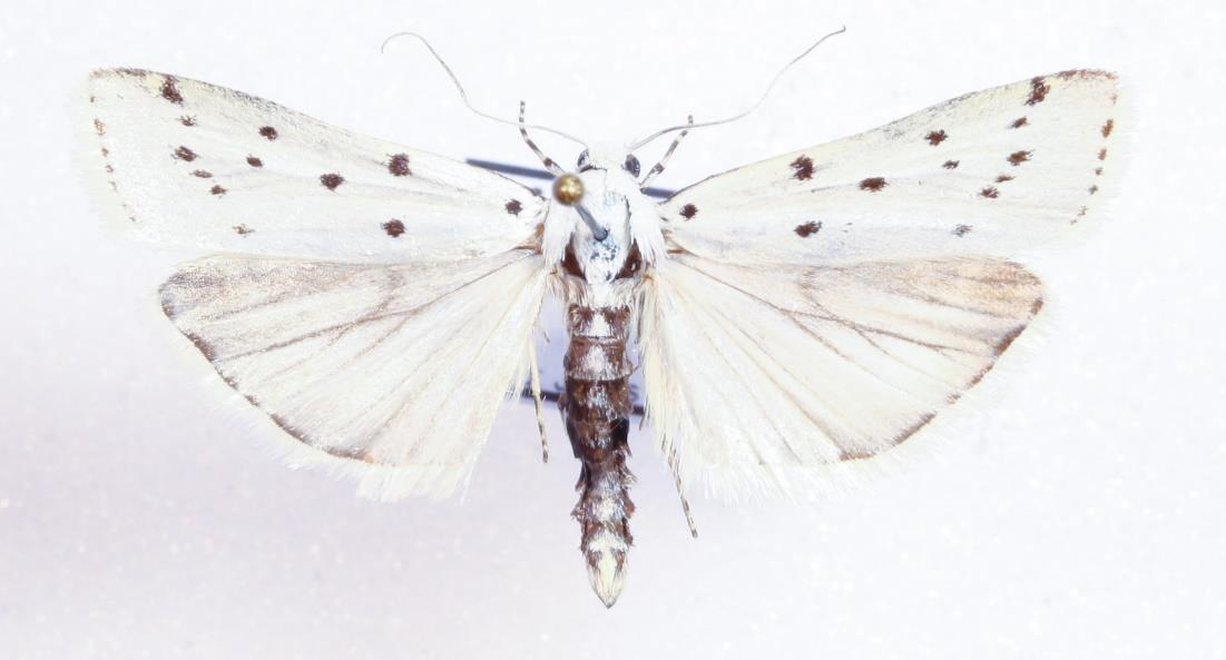 Tistelmärgsmott Myelois circumvoluta Larven lever inne i stjälken av t.ex. kardborre.