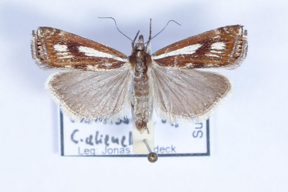 Främlingsgräsmott Crambus alienellus Landskapfynd 2014 på Våxmossen.