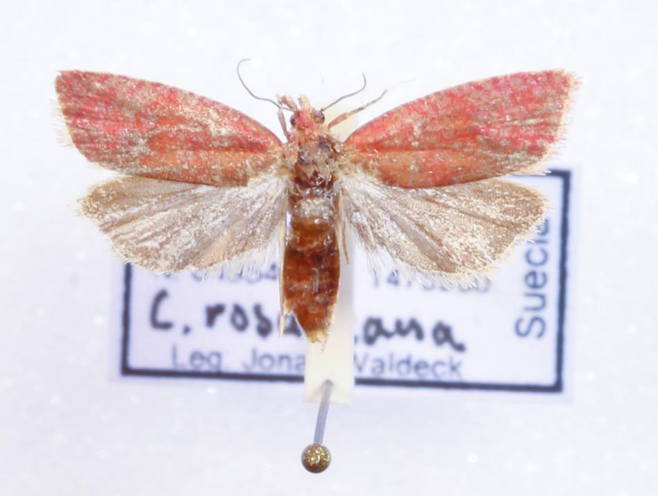Purpurgrundvecklare Celypha rosaceana Hittades för första gången i Åkerslund 2008, men jag sparade aldrig ett belägg-exemplar.