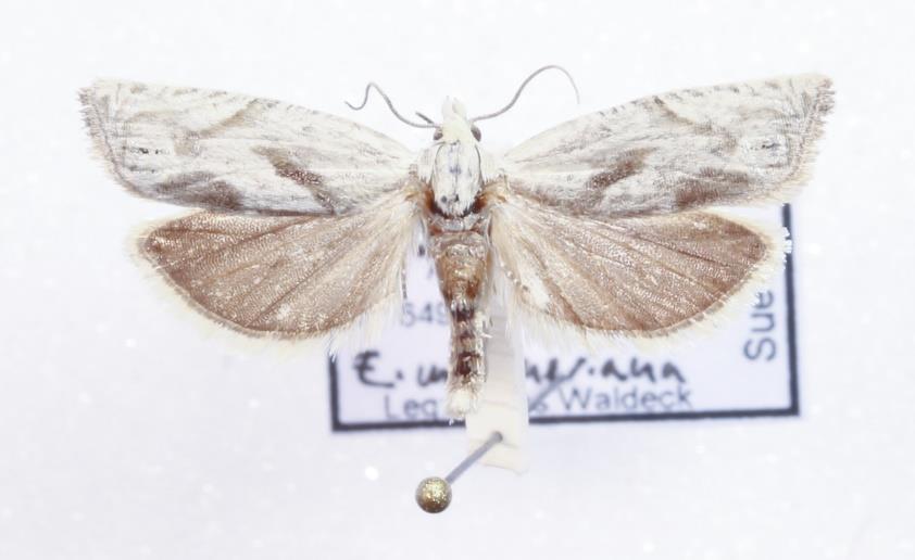 Malörtskottvecklare Eucosma metzneriana Av att döma, en art med stark spridning in i landet sedan första fynd i tidigt 2000-tal på Öland