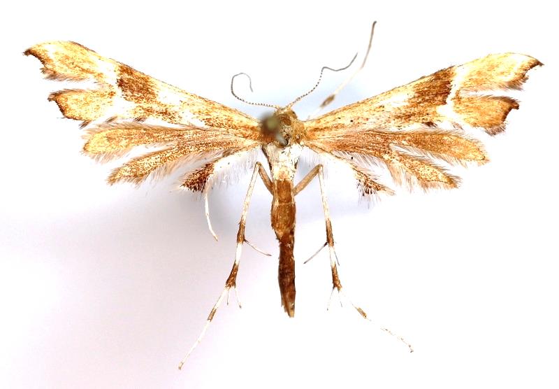 Rosenknoppsfjädermott Cnaemidophorus rhododactyla Tämligen allmän. Flyger i ängs/hagmark.