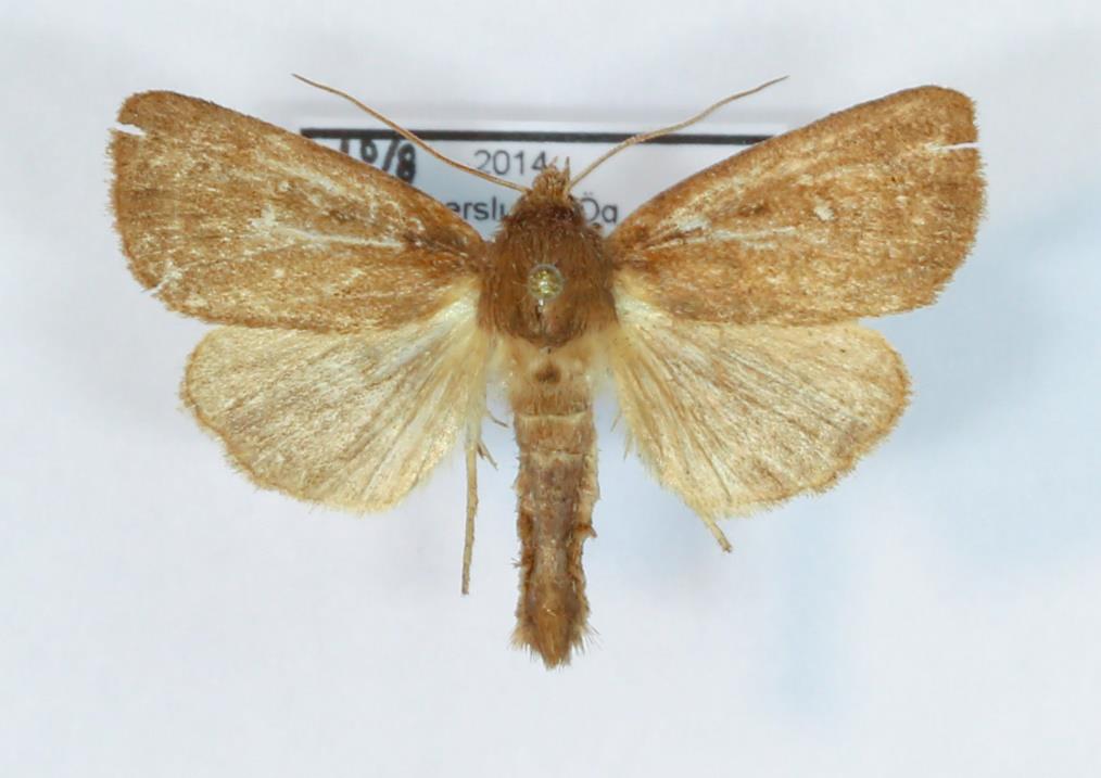 Tvillingfläckat rörfly Lenisia geminipuncta Sedan första noteringen i Kalvhagen 2010, har arten nu noterats sammanlagt 5 gånger från olika lokaler med vassar.