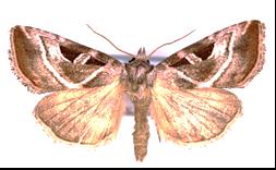 Rosa jungfrufly Eucarta virgo En art på stark frammarsch i Sverige. Generalist på örter och buskar inklusive sälg. Första dokumenterade fyndet i Ög 2010 av Stefan Kasselstrand.
