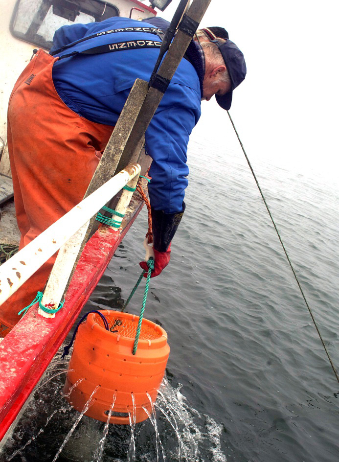 Projekt Burfiske efter Valthornssnäckor Halländskt