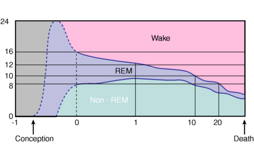 mellan SWS (NREM)