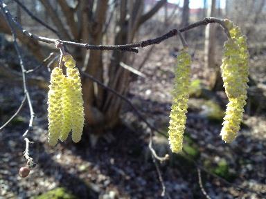 Välkommen till NATURSKOLAN! Klassbesök vårterminen 2016 Att få uppleva med alla sinnen och att skaffa sig egna erfarenheter att utgå ifrån är en viktig ingrediens i lärandet.