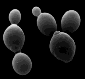Mikroorganism?