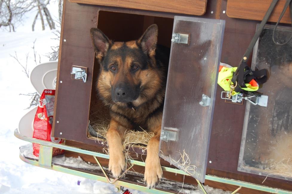 Lavinhundar 3 civila och 5 polishundar Uttag sker genom hundtjänstbefäl RPS prövningsordning