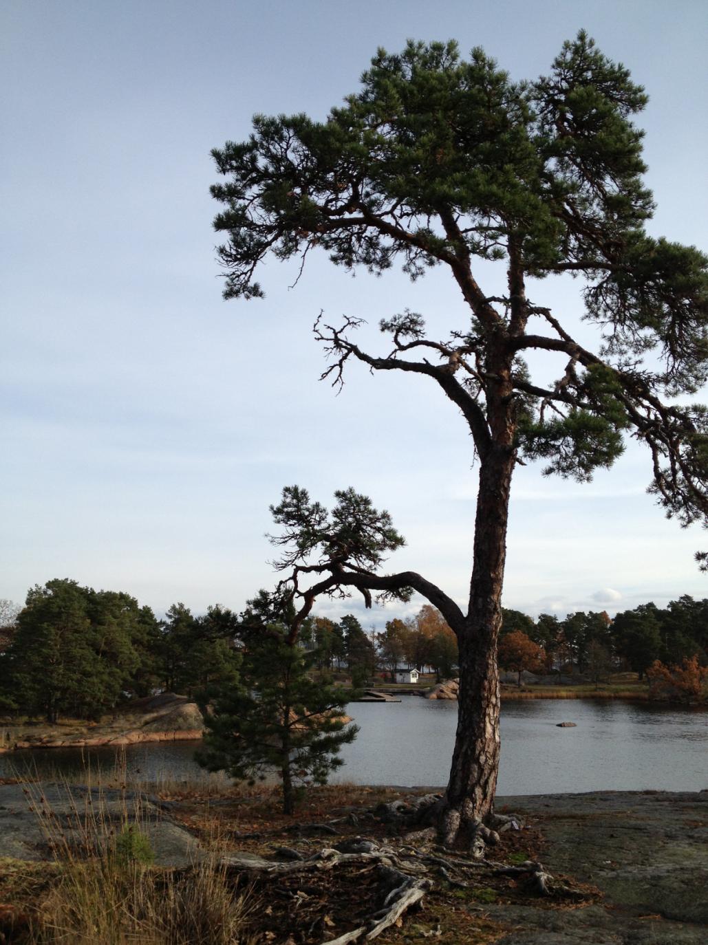 Oskarshamns kommun Upprättad av