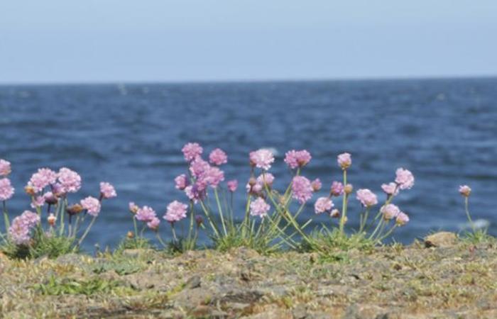 Egnahemsområdet Tillträde tidigast