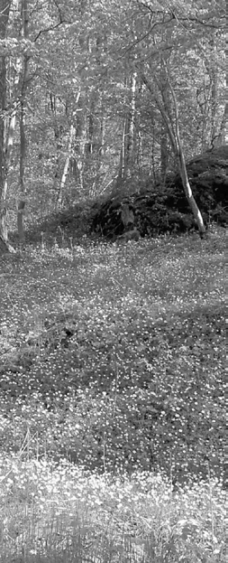 Midsommarfrost S V Ä R D O C H T R O L L D O M : E R G E L D I A XIII Ett introduktionsäventyr till Svärd och Trolldom för 3 till 6 spelare BAKGRUND Tidpunkt: Tidig sommar 1497 eller 1498 En tidig