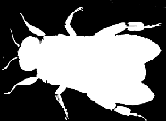 1 2015 Innehåll Vad är smart med smartbees 9 Konsten att köpa nordiska bin 10 Stora Jämtland 11 Varroabehandling m.