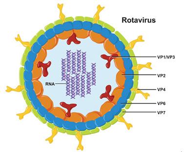 Rotavirus sjukdom och vaccination Ann