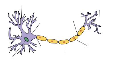 Nervsystemet Dendrit Synaps Cellkropp Selket Cellkärna Axon Cellkärna Dendrit Myelinskida Axon Synaps Myelinskida Ядро дендрит- короткие и