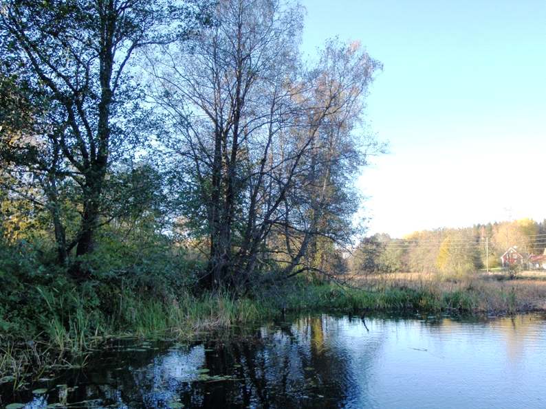 2. Gusumsån Datum: 2010-10-14 Kommun: Valdemarsvik Koordinat: 6459463/1540088 50 m uppströms bron, på västra sidan.