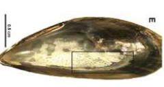 Studier av musslor utanför Kiel har visat att försurat vatten har olika effekt på skalen beroende