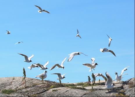 Den största kolonin 24 och 25 fanns på Hönsholmen (delområde 3), men efter dessa år har endast enstaka par häckat där. På Fjuk är skrattmåsarna i stort sett helt borta sedan 25.
