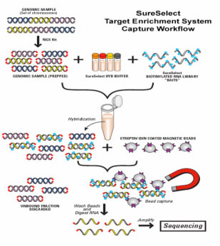 Genvariant SNP single nucleotide polymorphism.