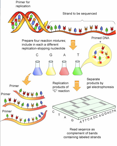DNA sekvensering - Sanger sekvensering Figur S2.
