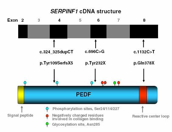 SERPINF1 kodar för PEDF (pigment-epitheliumderived factor) Figur visar mutationernas lokalisation i cdna