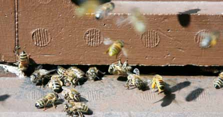 BIODLINGSKOMMITTÉN Per Thunman I bigården Biodlingskommittén har tagit på sig att skriva artikelserien I bigården i år. Vilka vi är finns att läsa i nr 1/2.