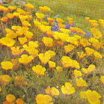 Rosor och blommor