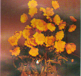 Dvärgkrage Chrysánthemum multicáule 20 cm En söt "prästkrage", översållad av gula blommor.