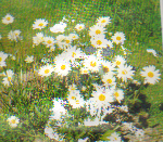 Plantavstånd 10-20 cm. Pysslingkrage Chrysánthemum paludósum 20 cm Mycket dekorativ med enkla, vita blommor med gul mitt.