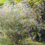 Brudslöja Gypsóphila paniculáta 30-80 cm Brudslöja har massor av små, vita blommor som ligger som en sky över det förgrenade bladverket.